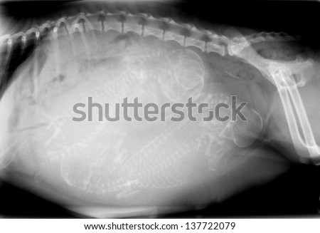X-ray of pregnant dog