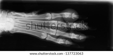 X-ray of dog foot