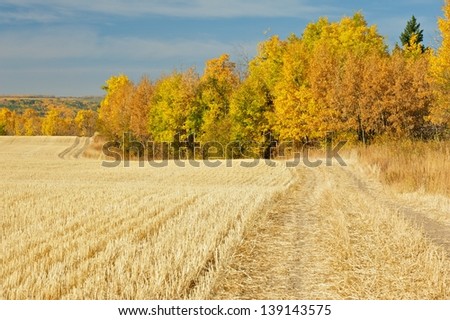 Harvested wheat field bordered by fall aspen trees