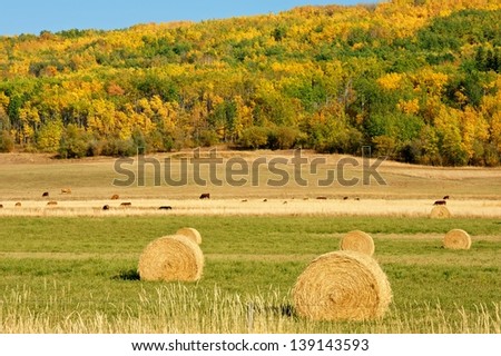 Harvested wheat field bordered by fall aspen trees