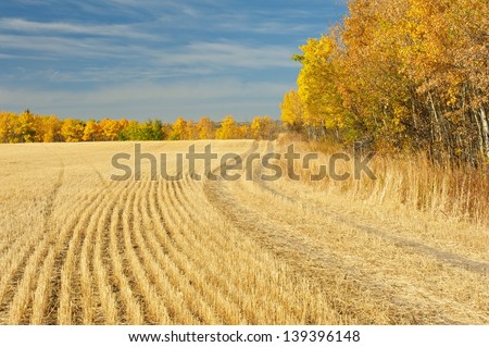 Wheat field in fall bordered by aspens in fall colour