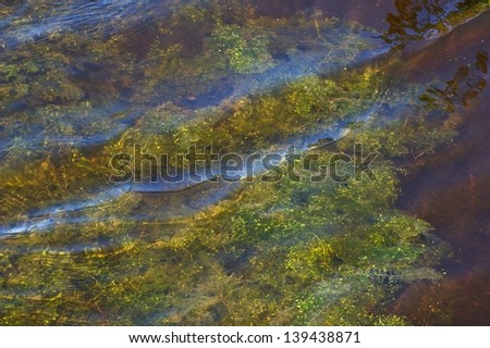 Water weeds under rippled water
