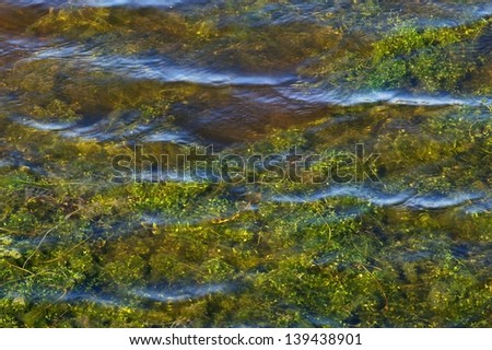 water weeds under rippled water