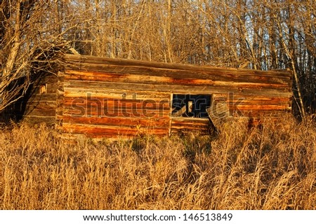 Old abandoned log cabin at sunrise in fall.  Roof has collapsed in.  Dry grass and weds in front and aspen trees behind