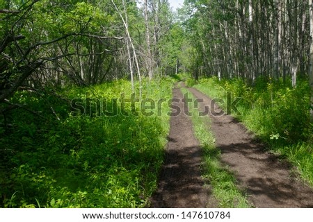 Muddy road through an aspen forest in summer,  Mud puddles and tire  tracks on the road