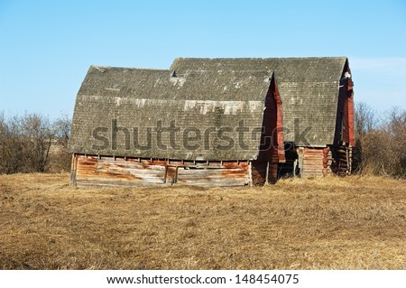 Abandoned old  farm.  Two barns in a field of dry dead grass in spring