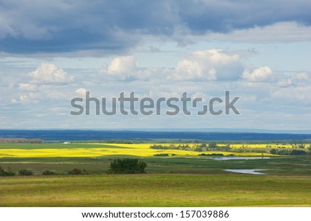 Canola field in bloom with storm on the horizon