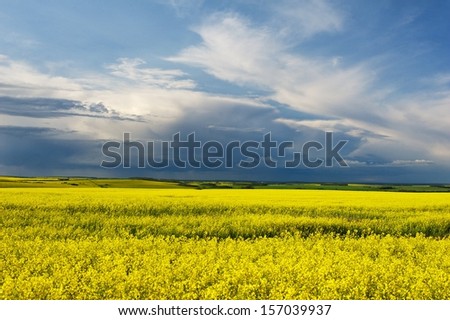 Canola field in bloom with storm on the horizon