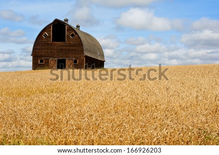 Abandoned old barn in field of ripe wheat
