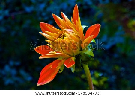 Close Up Of Orange Flower With Water Drops Flowing Down Stem Against Dark Background