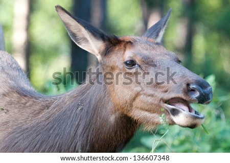 Cow elk eating grass - Now That Tastes Good!
