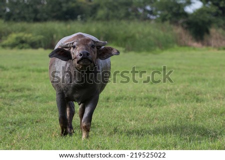 angry buffalo
