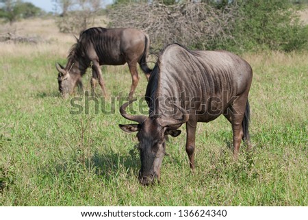 Two blue wildebeest grazing on green african plains