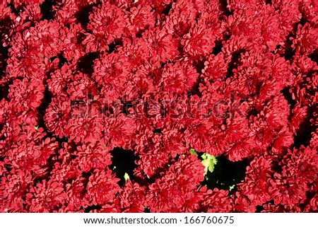 The red chrysanthemums - background. The bouquet on the grave on All Saints Day.