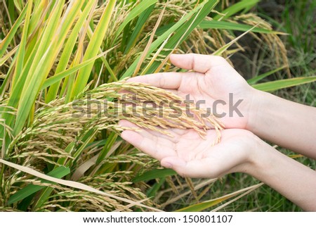 Farmer hand with jasmine rice seed