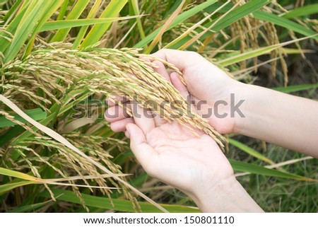 Farmer hand with jasmine rice seed