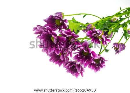 purple  autumn chrysanthemum isolated on white