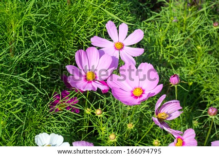summer flower garden