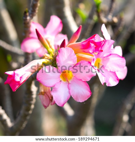 Desert rose or Ping Bignonia flower tree