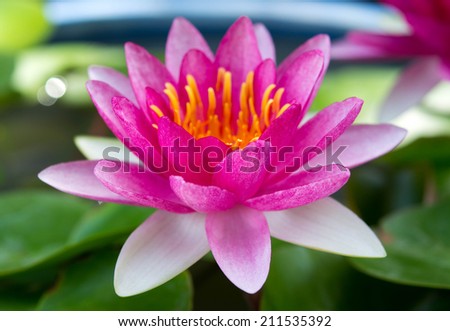 Beautiful water lily on the water's surface