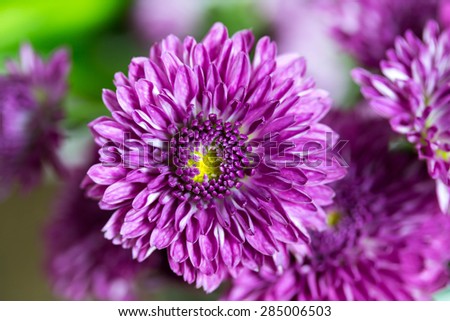 Flower purple chrysanthemum