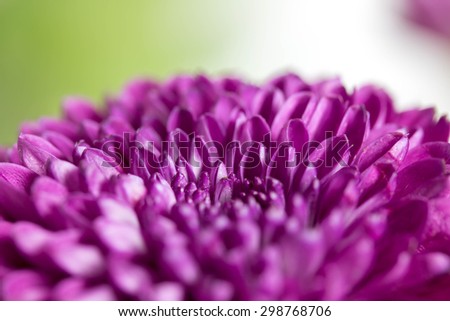 Flower purple chrysanthemum