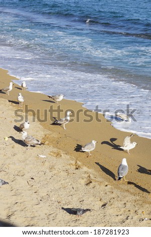 seagulls chill out on the beach