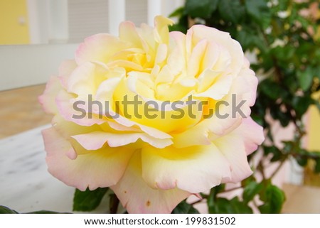yellow-pink big rose