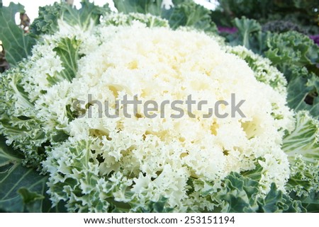 ornamental white plant