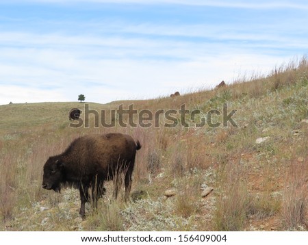 Buffalo Grazing the Curved Landscape. One Lone Distant Tree.