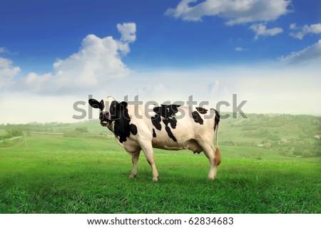Cow standing on a green meadow