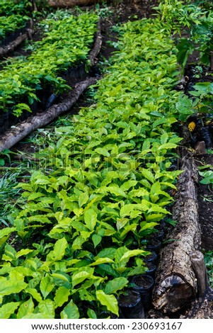 Coffee plantation, seedlings, trees from north of nicaragua