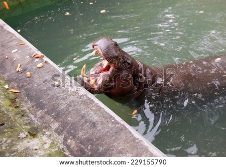 Hippo with wide open mouth in the water