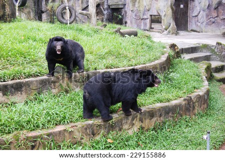 Black Asian bears are posing