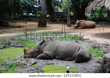 Rhinoceros is lying in the pool of mud