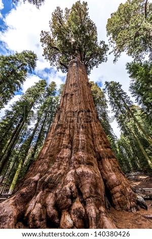 Largest tree in the world - General Sherman tree in Giant Forest of Sequoia National Park in Tulare County, California, United States.