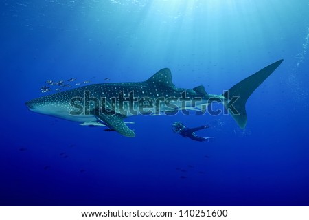 whale shark with diver