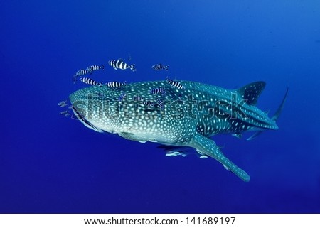 Whale shark (Rhincodon typus)