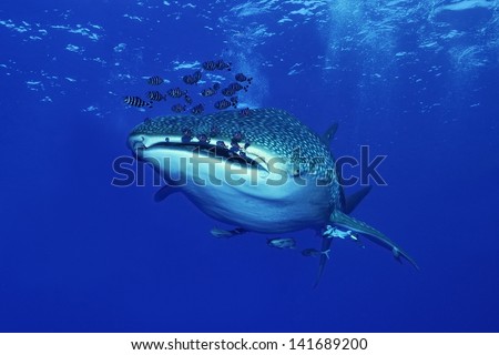 Whale shark ( Rhincodon typus)