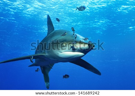 Oceanic white-tip shark (Carcharhinus longimanus)