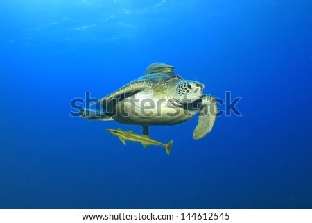 Green sea turtle (Chelonia mydas) swimming in the open sea
