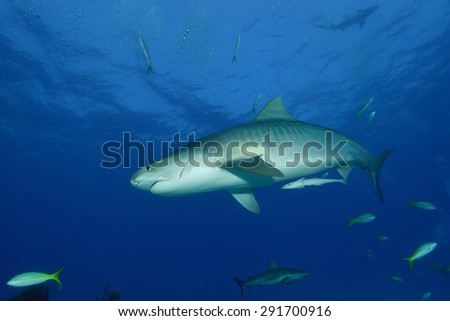 Tiger Shark (Galeocerdo cuvier) at Tiger Beach, Bahamas