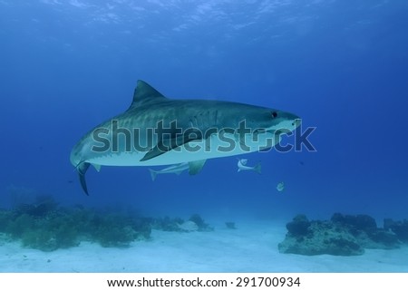 Tiger Shark (Galeocerdo cuvier) at Tiger Beach, Bahamas