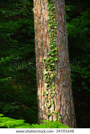 pin tree trunk in fontainebleau forest