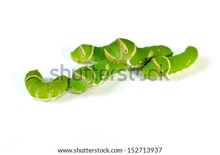Group of Green caterpillar isolated on white