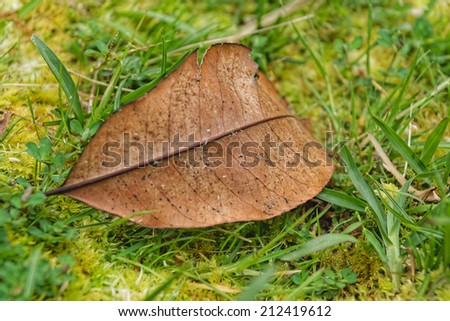 The leaf litter in beautiful botanic garden of Furnas Sao Miguel, The Azores Islands, Portugal