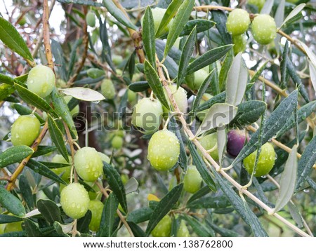 Green olives on the tree wet from the rain after a storm