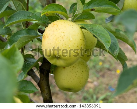 Ripe yellow apple on the tree after a storm