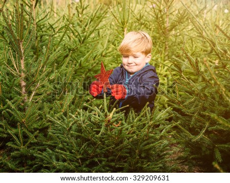 In a field where they grow firs, a little blond haired toddler puts a tree topper red star-shaped to a small fir Christmas. Behind him other trees ready to be cut