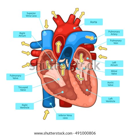 Circulatory System Info Graphic Stock Vector 491000806 : Shutterstock